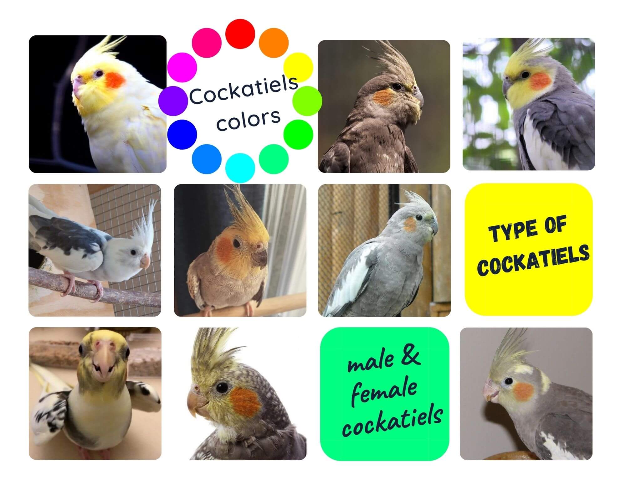 Cockatiels colors
