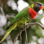 Coconut-Lorikeet parrot