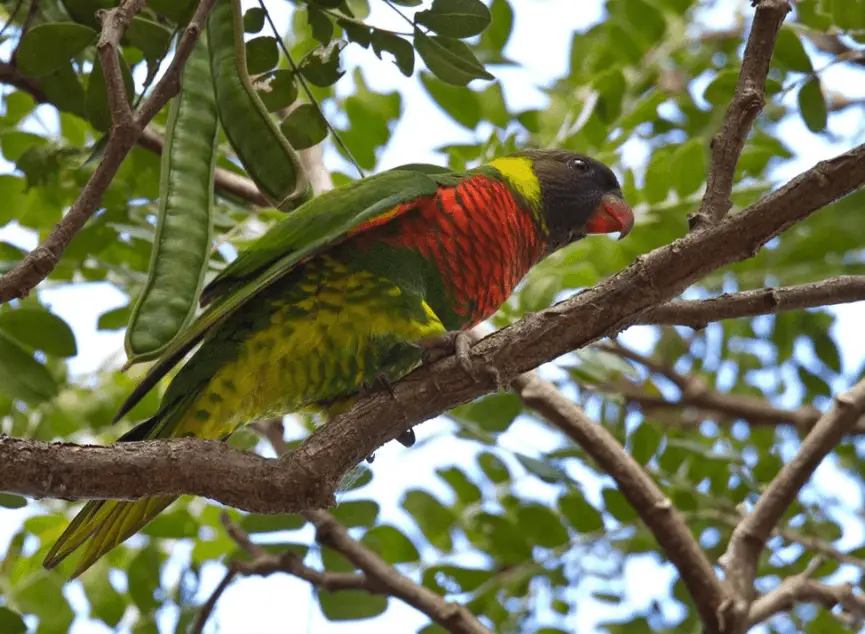 Coconut Lorikeet parrot