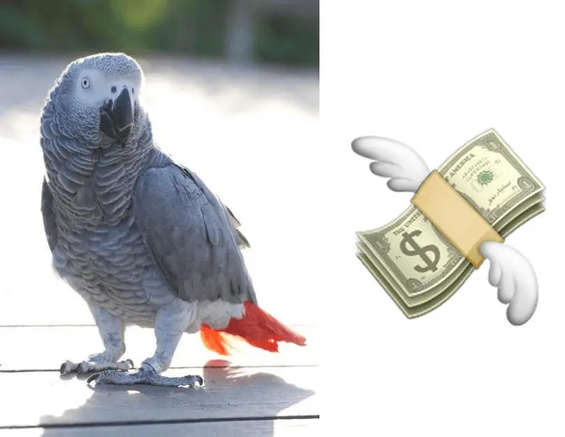 Congo african grey parrot price