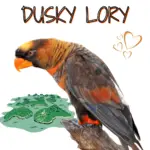 Dusky Lory
