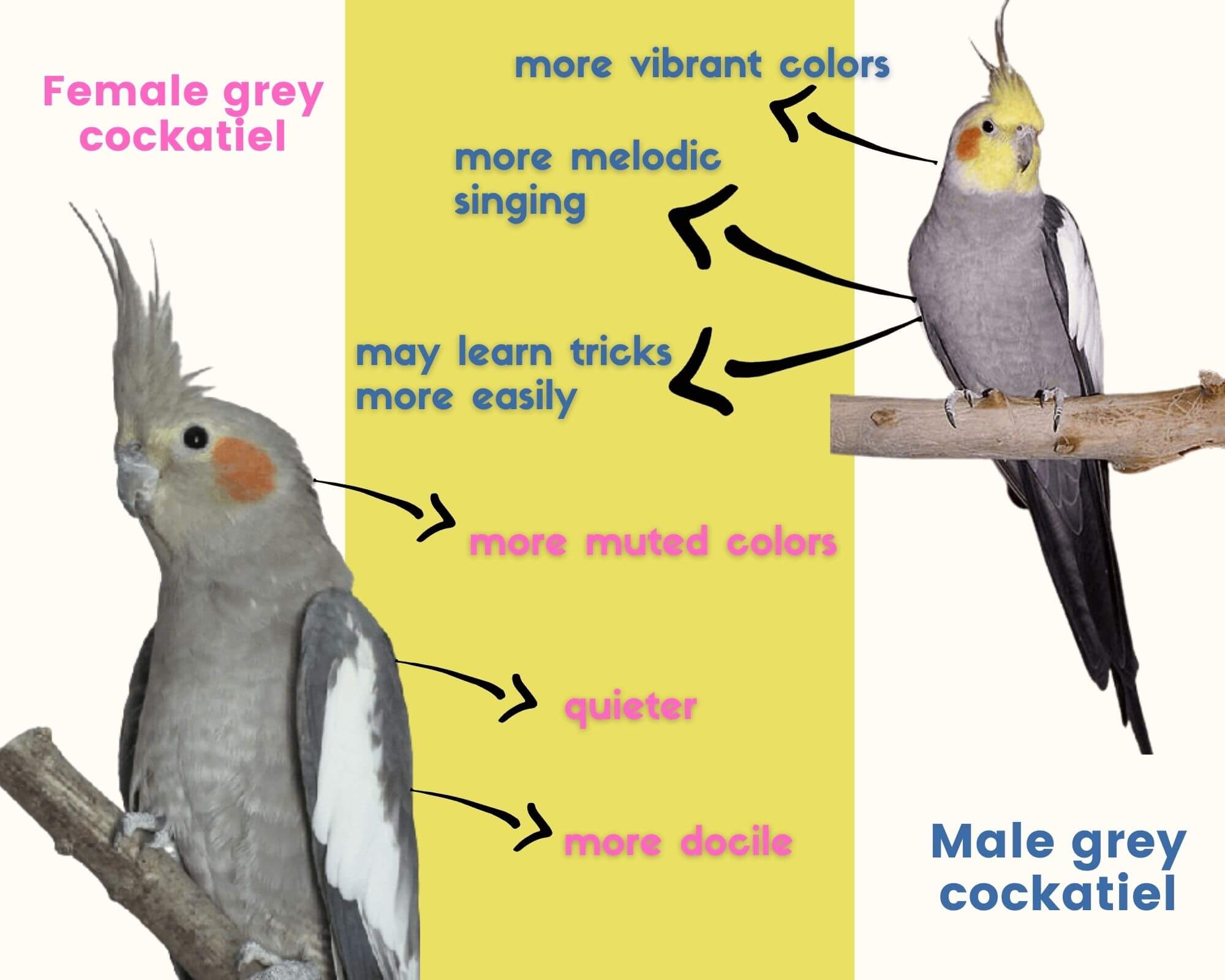 Female& male grey cockatiel