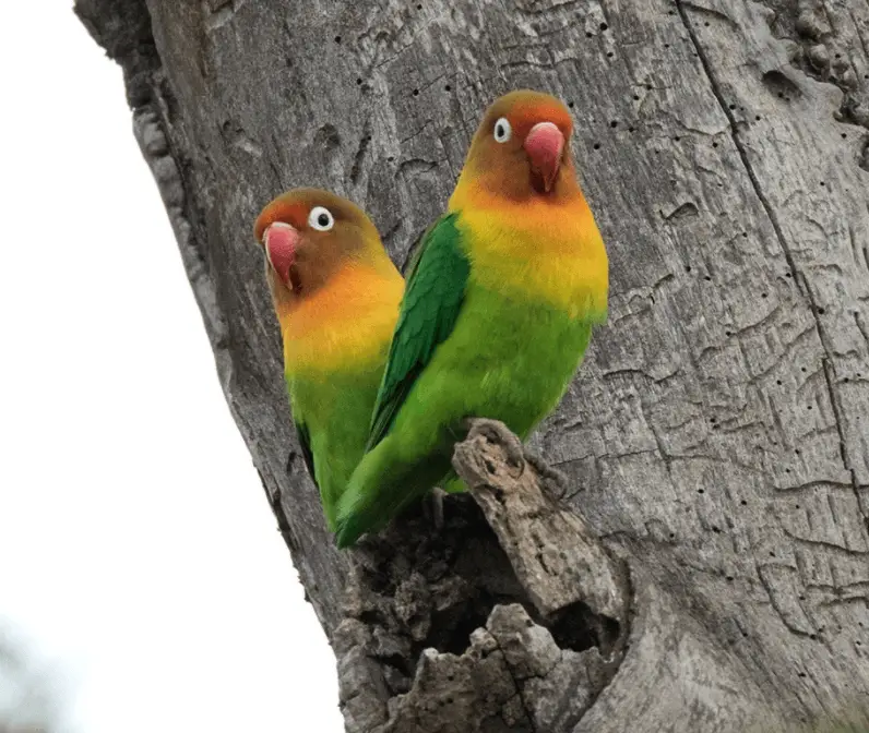 Fischer's-Lovebird parrot