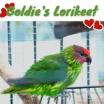 Goldie's Lorikeet
