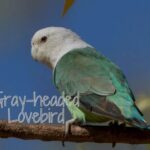 Gray-headed Lovebird
