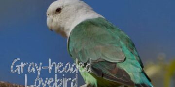 Gray-headed Lovebird