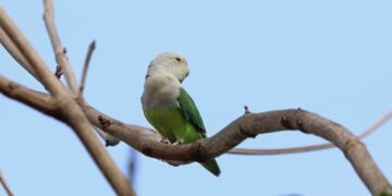Gray-headed Lovebird parrot