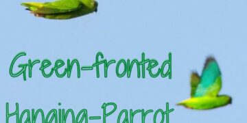 Green-fronted Hanging-Parrot