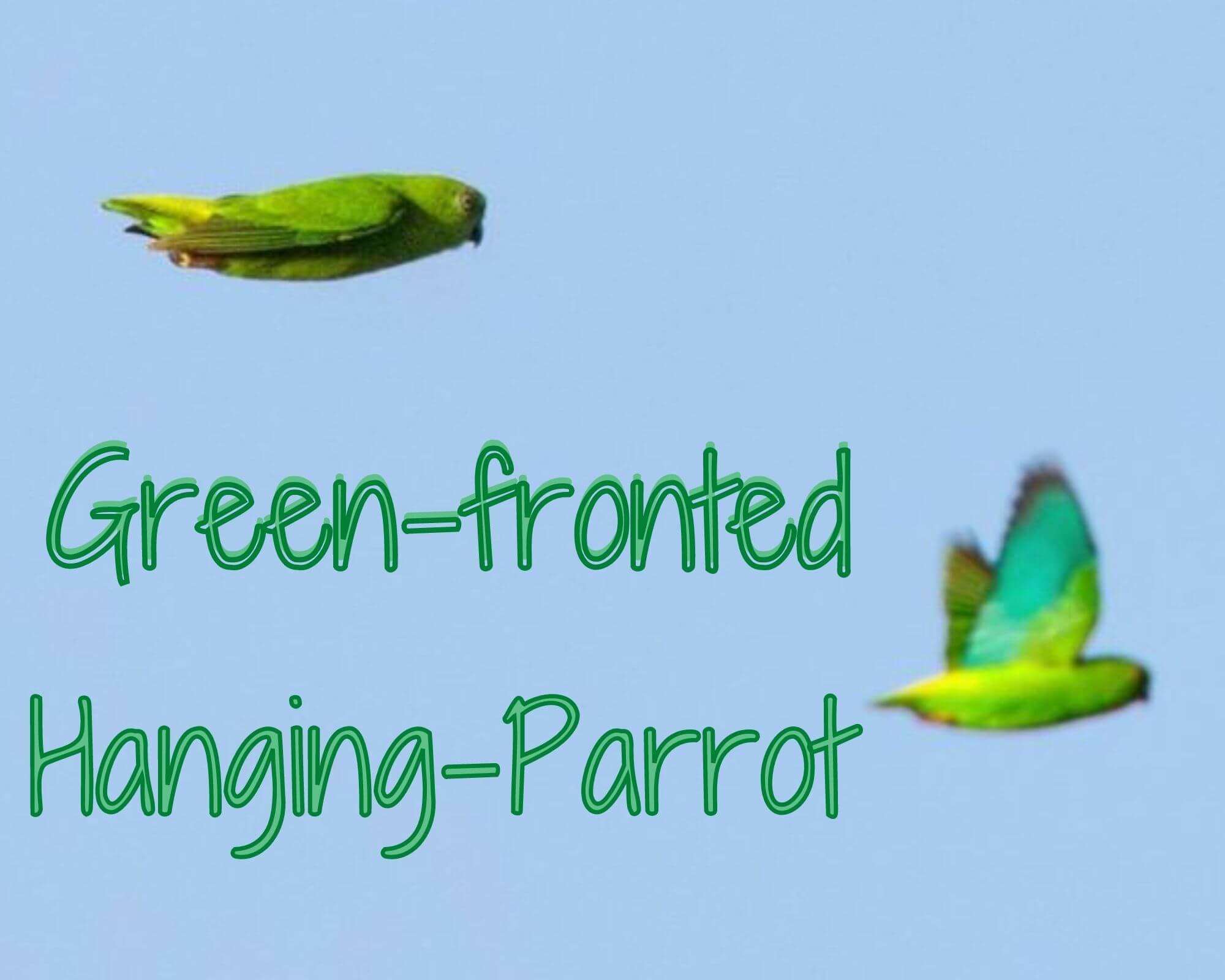 Green-fronted Hanging-Parrot