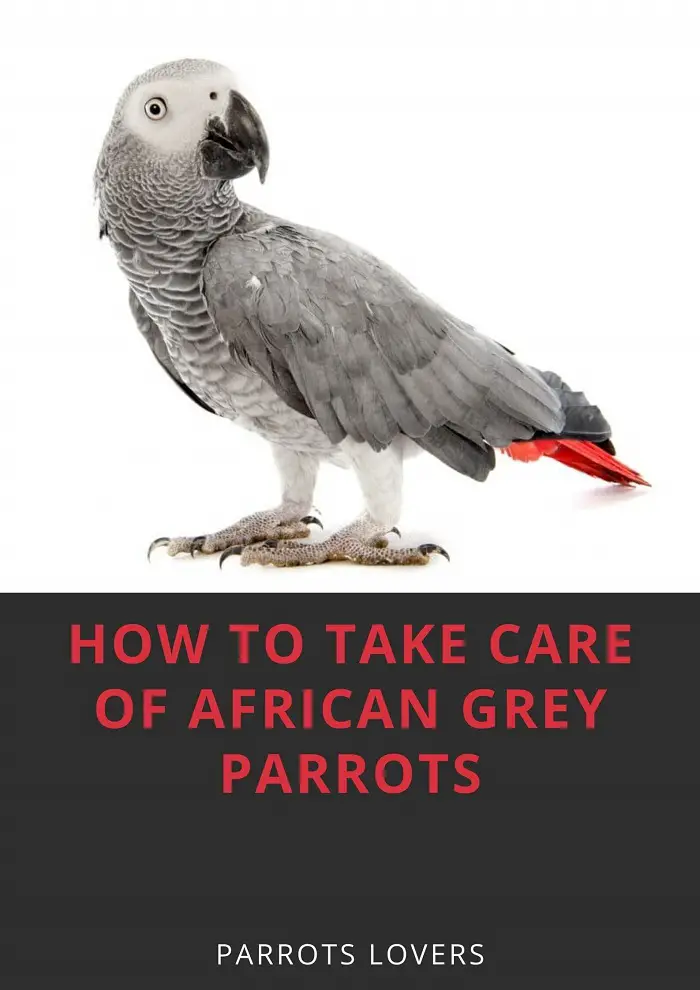 How To Take Care Of African Grey Parrots