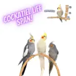 How long does cockatiel live