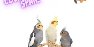How long does cockatiel live