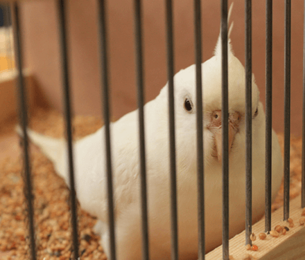 Ino face-white albino cockatiel