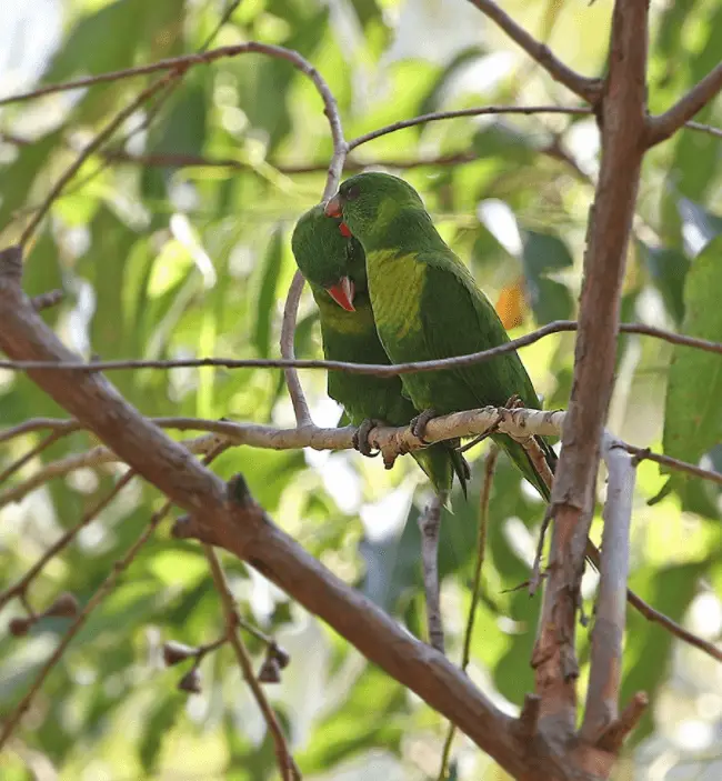 Leaf Lorikeet parrot