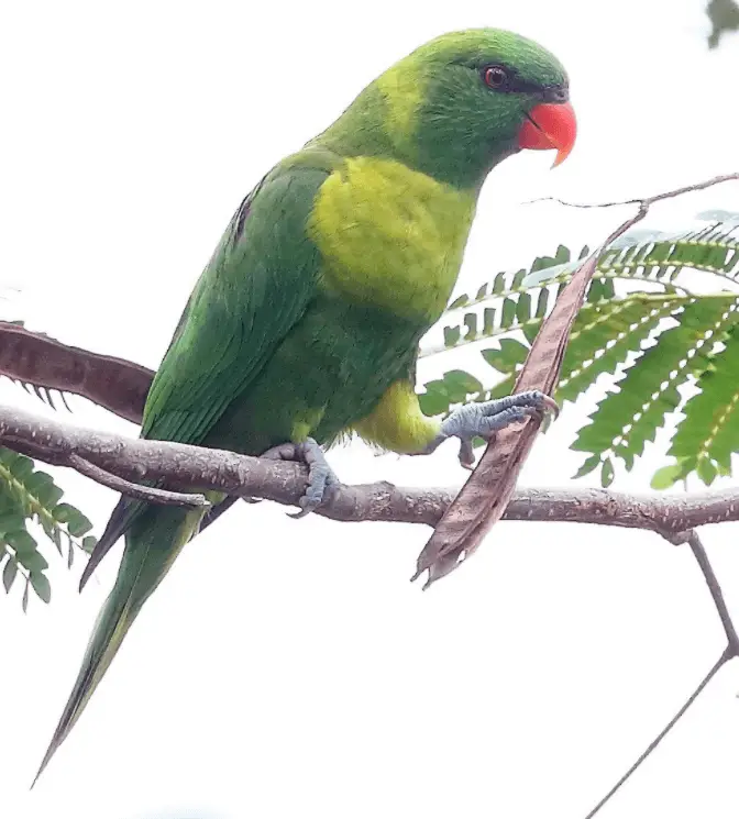 Leaf-Lorikeet parrot