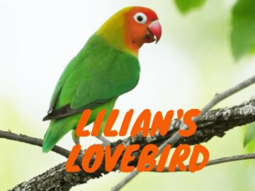 Lilian's-Lovebird