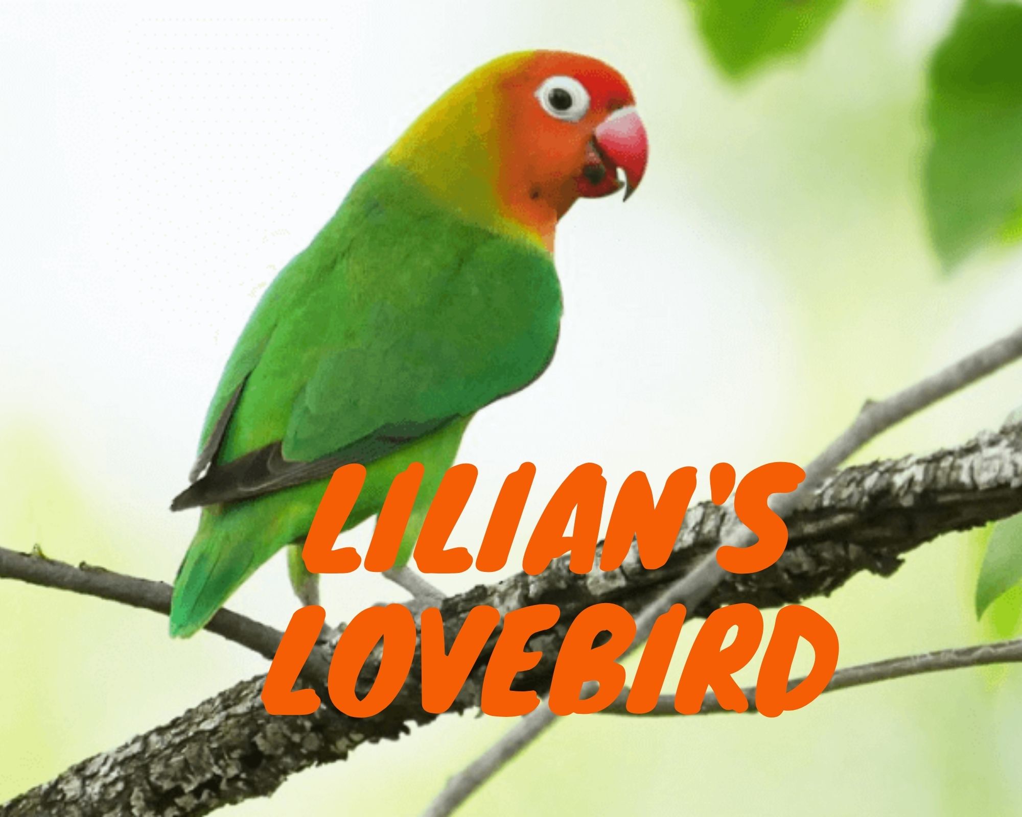 Lilian's-Lovebird