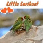 Little Lorikeet