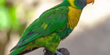 Marigold Lorikeet