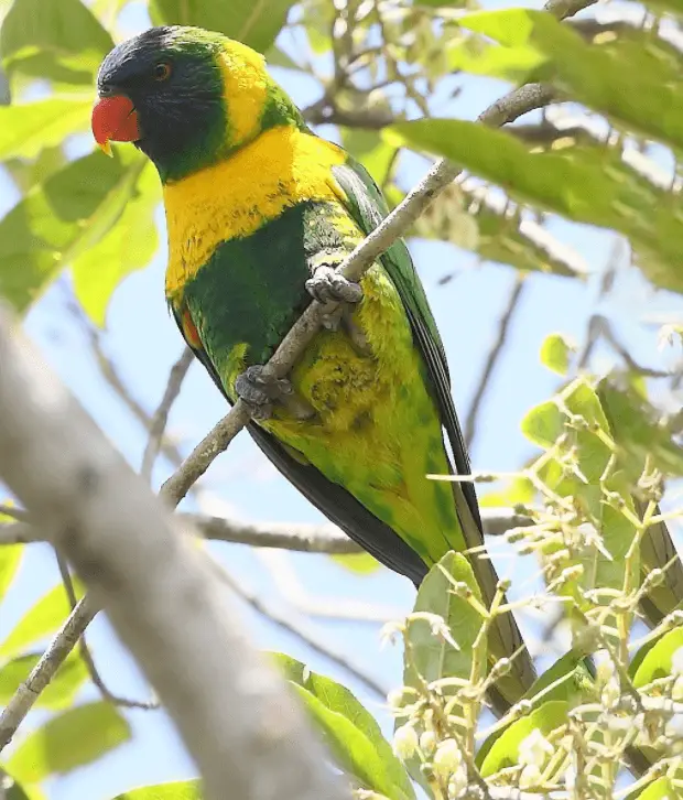 Marigold Lorikeet parrot