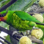 Mindanao Lorikeet