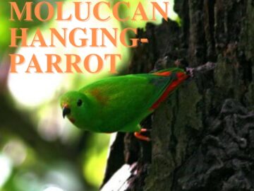 Moluccan Hanging-Parrot