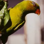 Olive-headed Lorikeet parrot