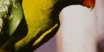 Olive-headed Lorikeet parrot