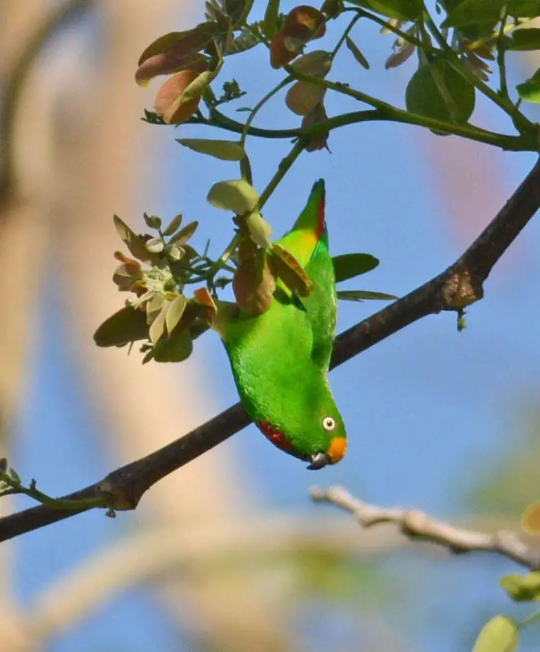 Papuan Hanging-Parrot