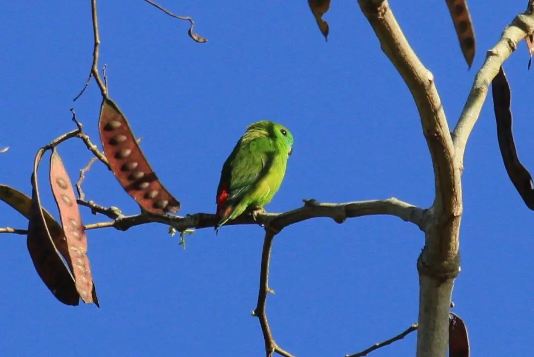 Papuan-Hanging-Parrot
