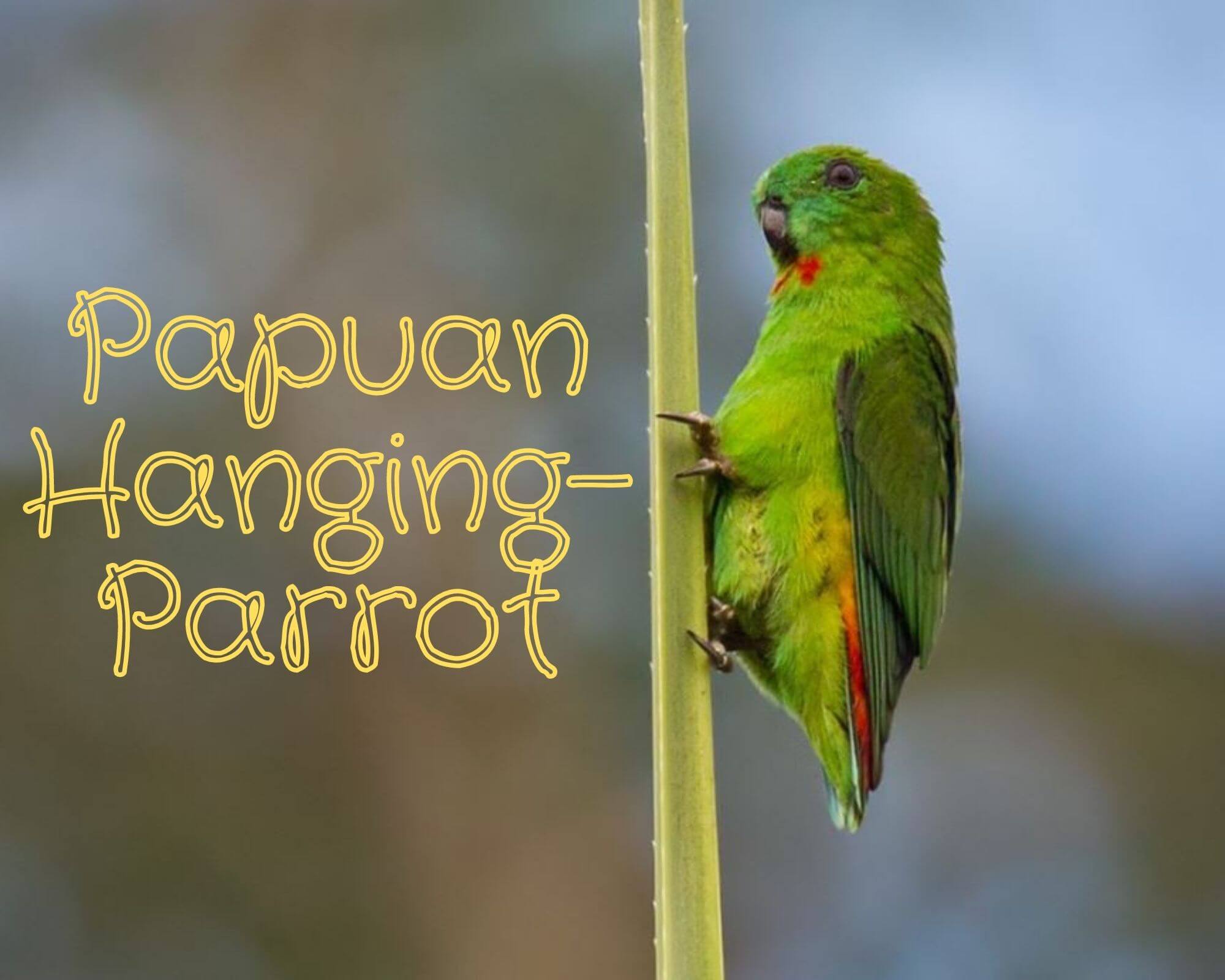 Papuan Hanging Parrot