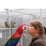 Parrot Sounds And Noises