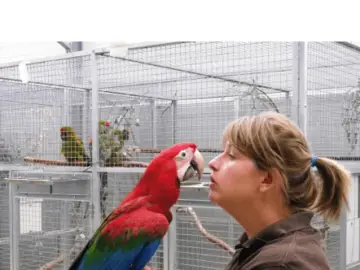 Parrot Sounds And Noises