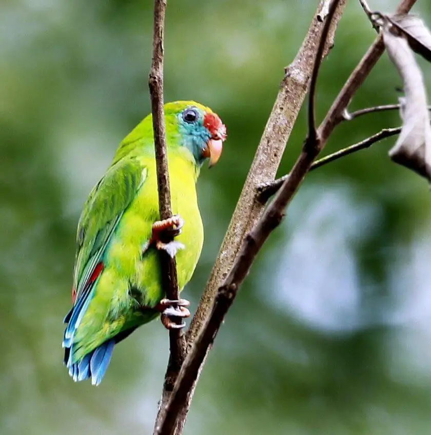 Philippine Hanging-Parrot