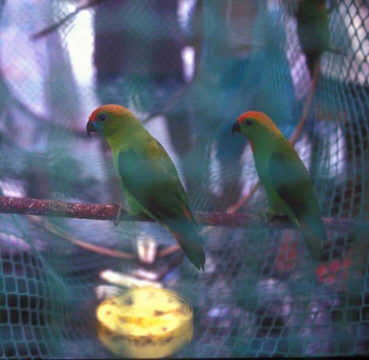 Philippine Hanging Parrot