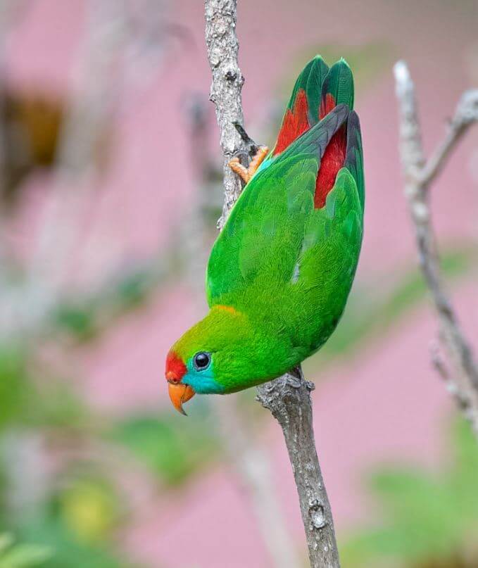 Philippine-Hanging-Parrot