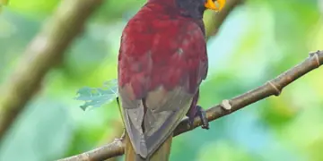 Pohnpei Lorikeet