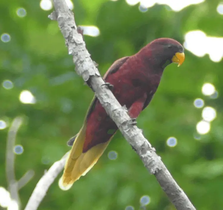 Pohnpei Lorikeet parrot