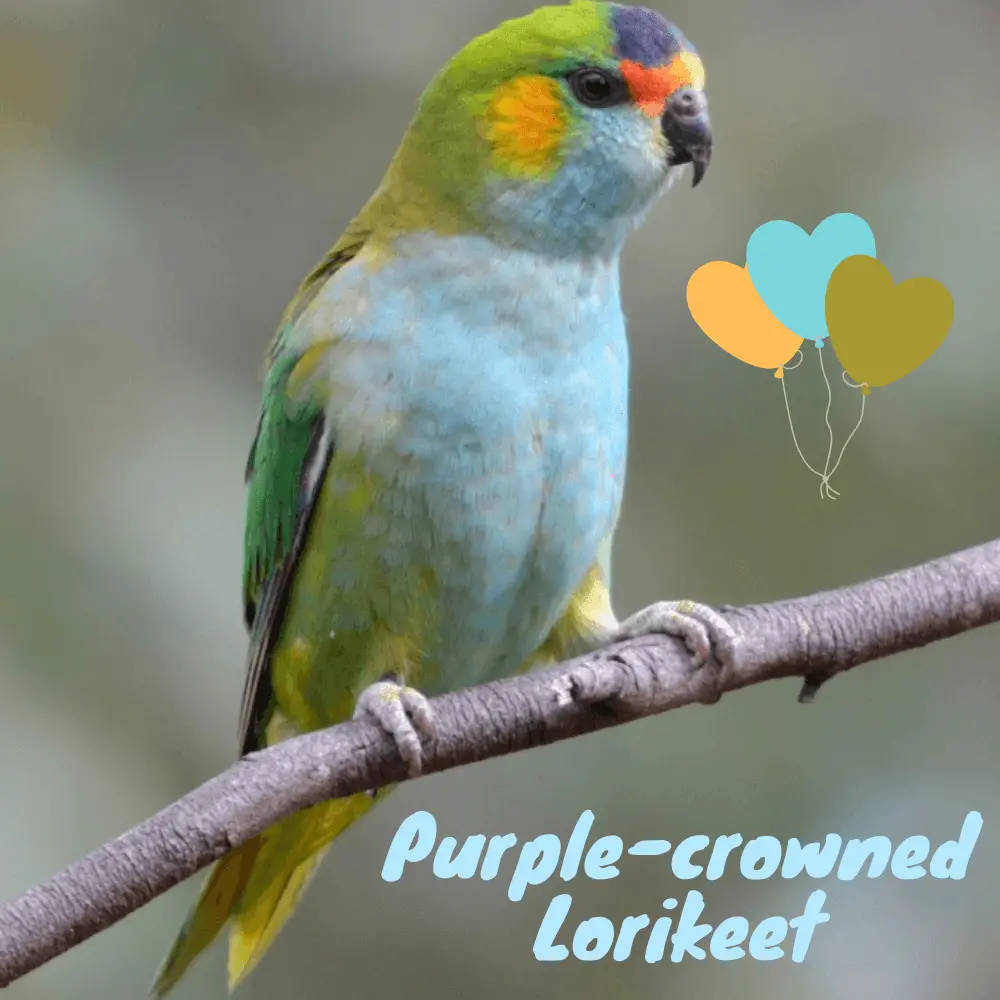 Purple-crowned Lorikeet