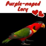 Purple-naped Lory