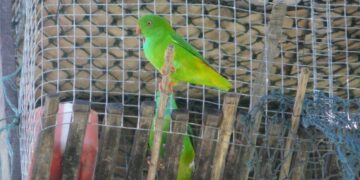 Pygmy-Hanging-Parrot