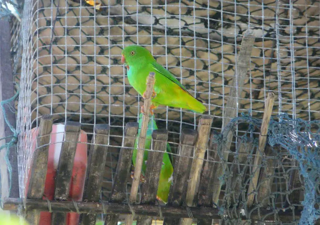 Pygmy-Hanging-Parrot