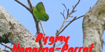 Pygmy Hanging Parrot