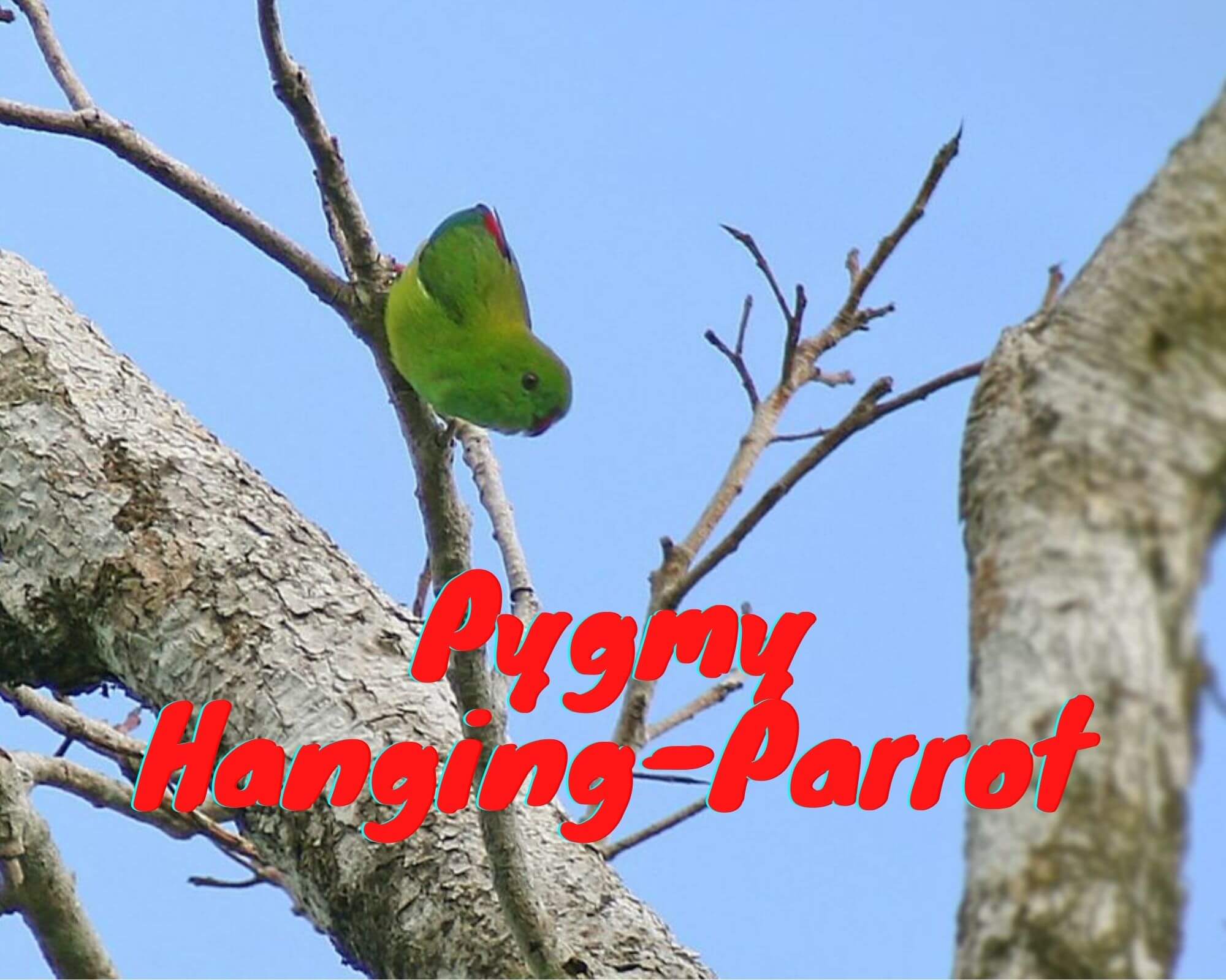 Pygmy Hanging Parrot