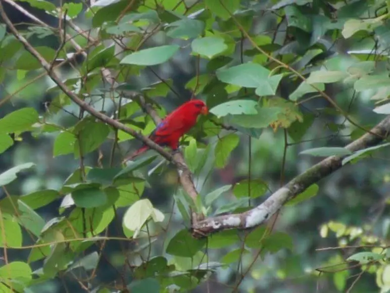 Red-Lory