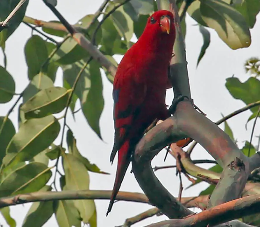 Red Lory parrot