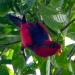 Red-and-blue Lory