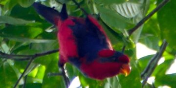 Red-and-blue Lory