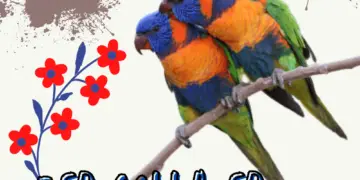 Red-collared Lorikeet