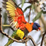 Red-collared Lorikeet parrot